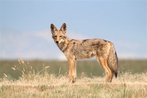 Coyote | California Living Museum