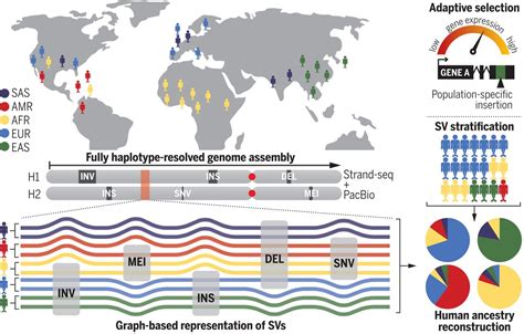 Haplotype-resolved diverse human genomes and integrated analysis of ...