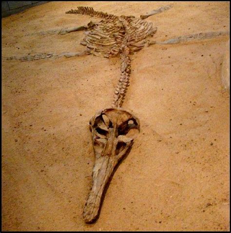 KRONOSAURUS - Fossil | ~History~ | Pinterest