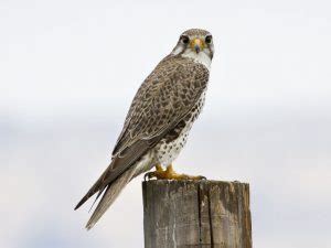 Prairie Falcon Facts, Pictures, Habitat, Predators, Pictures