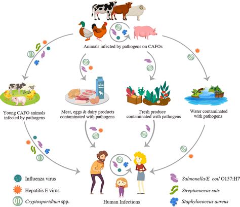 Frontiers | Association of Common Zoonotic Pathogens With Concentrated Animal Feeding Operations