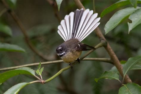 West Coast Birdlife - The Fantail - Franz Josef Tours