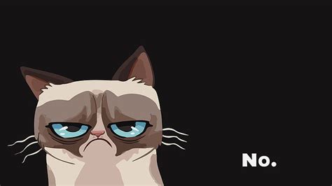 HD wallpaper: white and brown cat vector art, Grumpy Cat, copy space, indoors | Wallpaper Flare