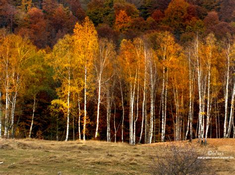 Photographis: Autumn, Violins and Bach