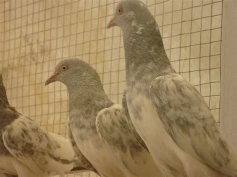 Kogy Kabootar Photos | Salety Pigeons pic | Khaki Pigeons (kabootar ...