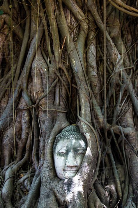 Buddha head in a tree, Historic City of Ayutthaya, Thailand - Stock Photo - Dissolve