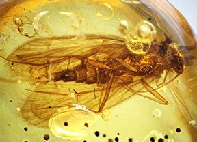 Ancient Resource: Authentic Prehistoric Insects in Fossilized Amber for Sale