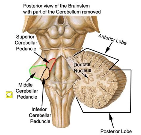 Neuroanatomy-Brainstem Flashcards | Quizlet