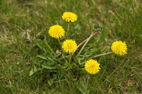 Why You Should Use Organic Weed Control Methods - Chasing The Sun Landscaping