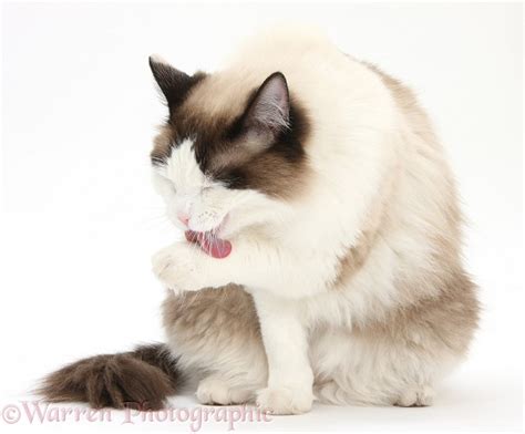 Ragdoll cat grooming photo WP39769