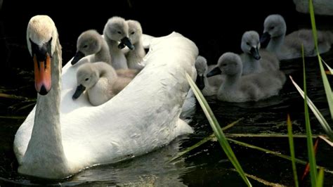 swam with babies - | 動物, 動物 写真, 白鳥