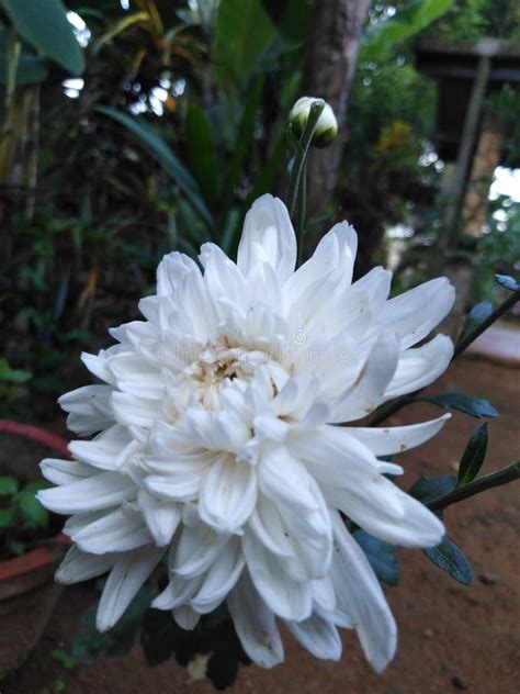 Kapuru stock image. Image of asia, lanka, flowers, kapuru - 105569237