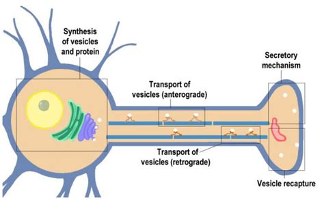 Transport and the Molecular Mechanism of Secretion (Section 1, Chapter 10) Neuroscience Online ...