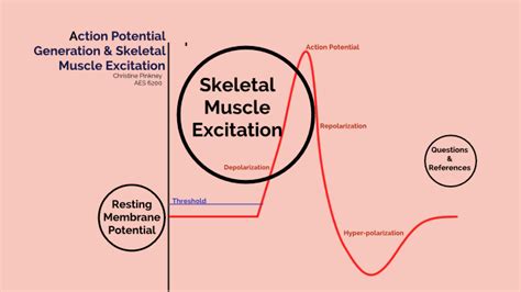 Skeletal Muscle Action Potential