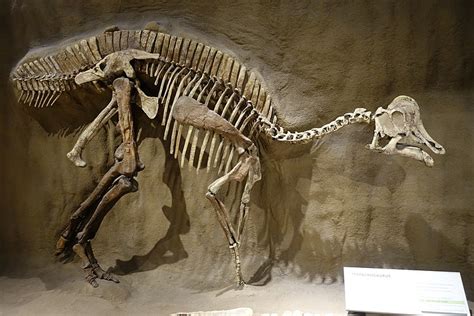 Hypacrosaurus | Paleontology World