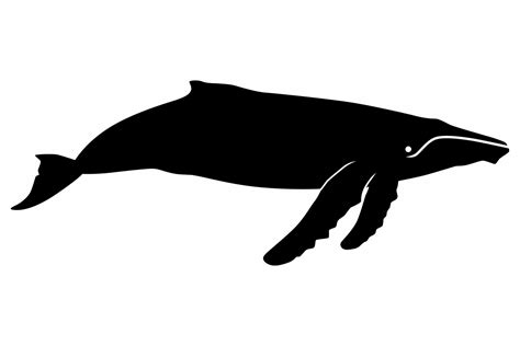 Humpback Whale Silhouette Graphic by iDrawSilhouettes · Creative Fabrica