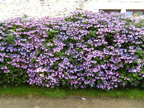 Free picture: flowered, hedge, flowers, hydrangea