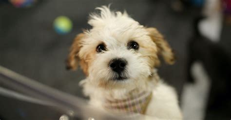 How to Adopt a Hypoallergenic Dog: 6 Tips