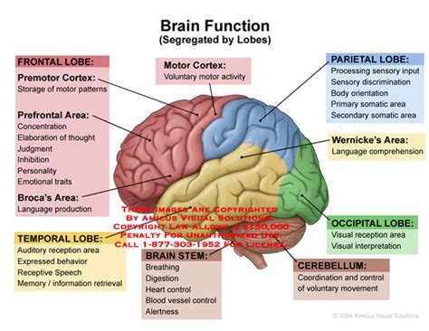 Brain Function (by lobes)