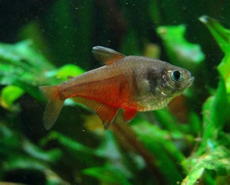 Flame Tetra (Von Rio Tetra): Diet, Habitat, Compatibility & Breeding - Keeping Fish