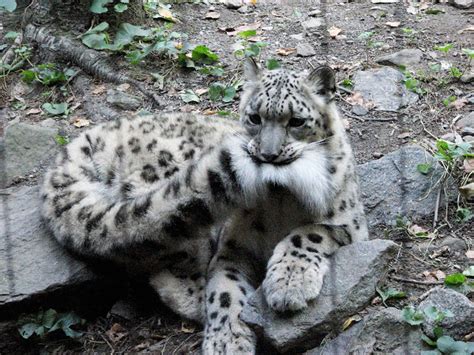 Snow Leopards Love Nomming On Their Fluffy Tails (12 Pics) | Bored Panda