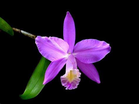 the hard to grow Orchid | Wholesale flowers, Cattleya orchid, Wholesale fresh flowers