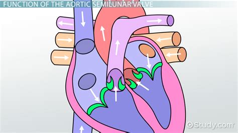 Aortic Semilunar Valve: Definition & Function - Video & Lesson ...