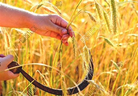 Sickle - Harvesting Tools