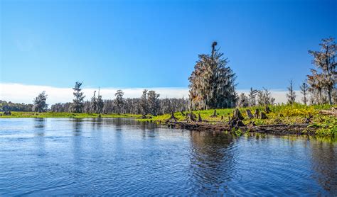 Ocklawaha River Wilderness | Florida Paddle Notes