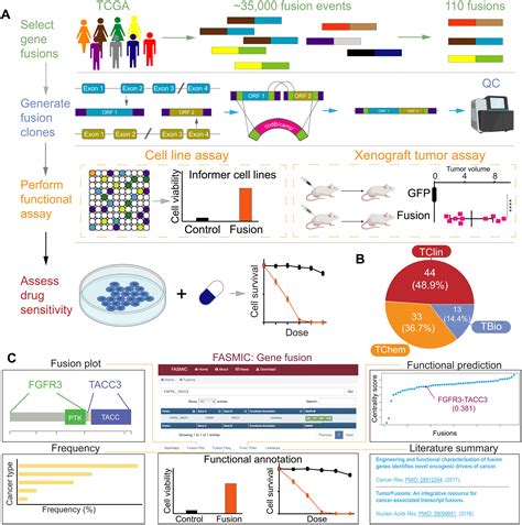 A functional genomic approach to actionable gene fusions for precision ...