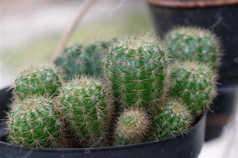 Premium Photo | Echinopsis tubiflora, is a species of Echinopsis found ...