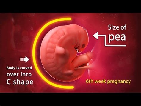 6 Weeks Pregnant: A Complete Guide on Fetal Development - YouTube