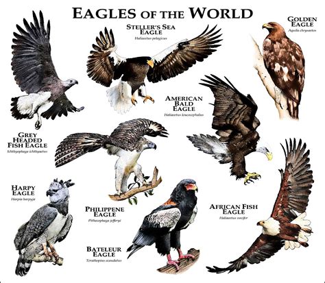 Águilas del Mundo | Types of eagles, Animals, Pet birds