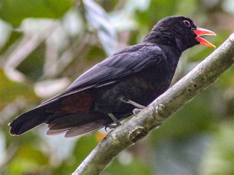 Black Oriole - eBird