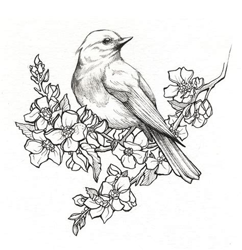 Bird On Branch Drawing at GetDrawings | Free download