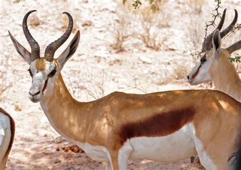 Springbok antelope — Stock Photo © Chriskruger #1899737