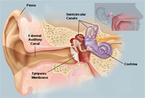 human ear - Anatomy of the ear canal - Biology Stack Exchange