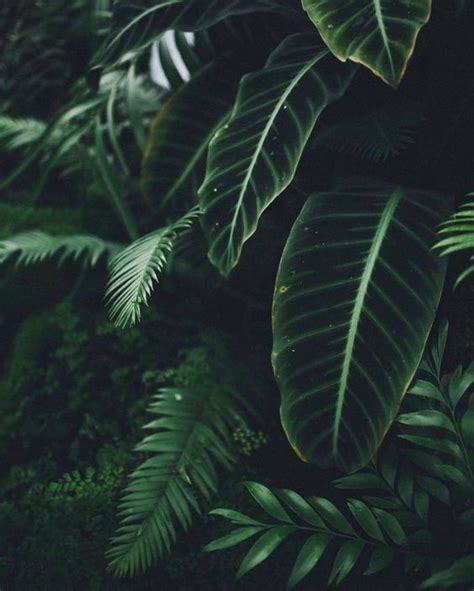 Dark Green Aesthetic, Plant Aesthetic, Nature Witch Aesthetic, Travel Aesthetic, Grunge ...