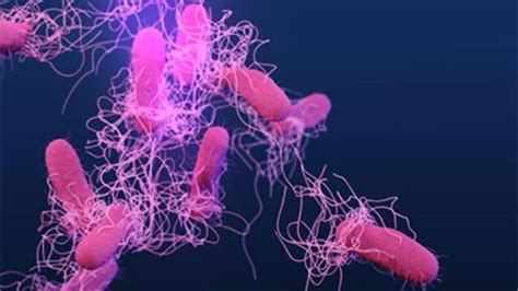 Salmonella Food Poisoning Outbreak Tracking Could Be Improved With DNA Test | Technology Networks