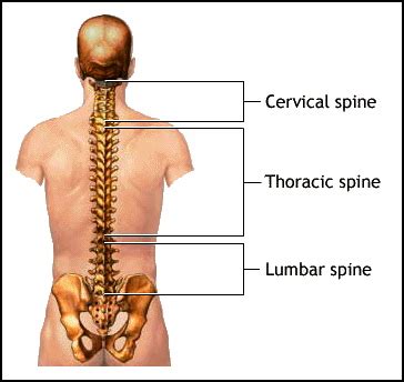 Thoracic spine (upper back) mobility, why it's so important to everyone! | Sports Physio Gold ...