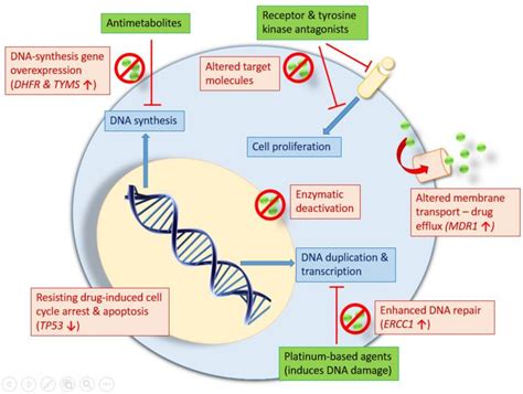 Antineoplastic resistance - Alchetron, the free social encyclopedia