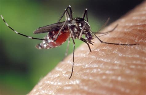 Tiger mosquito bite: what it is like, treatment and remedies