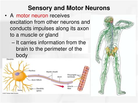 PPT - Chapter 2 Nerve Cells and Nerve Impulses PowerPoint Presentation ...