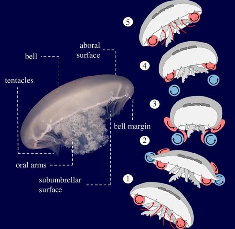 World’s Most Efficient Swimmer: Jellyfish Create a “Virtual Wall” to ...