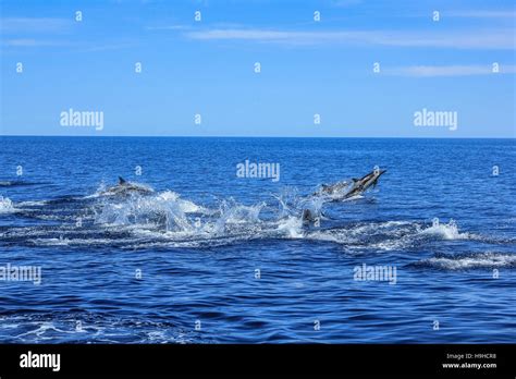 Group of dolphins jumping Stock Photo - Alamy