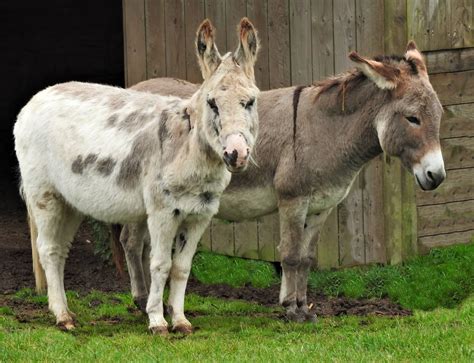 The Flicka Foundation Donkey Sanctuary - Where To Go With Kids - Cornwall