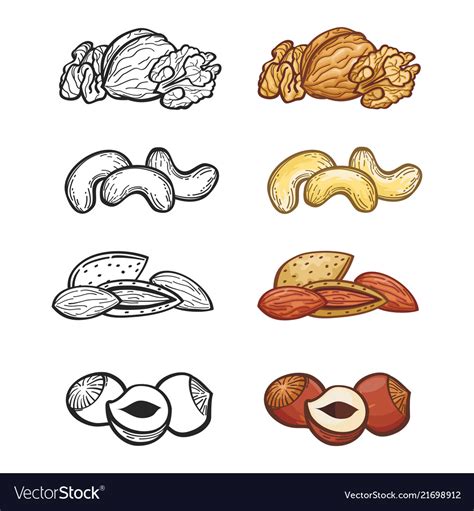 Sketch nut set of group nuts Royalty Free Vector Image