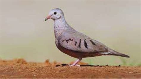 5 Surprising Meanings Behind Mourning Dove Symbolism - Chirper Birds