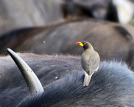 Oxpecker - Wikipedia