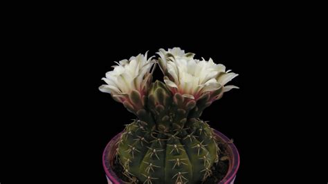 Time-lapse of Blooming White Cactus Stock Footage Video (100% Royalty-free) 15207235 | Shutterstock